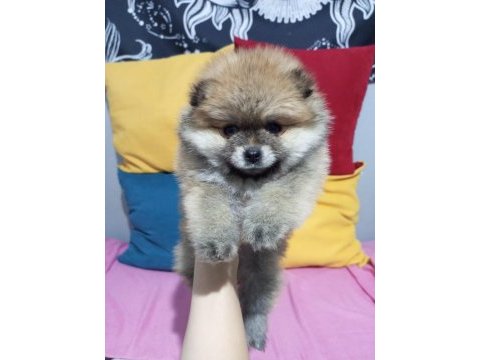 Ayı surat pomeranian 60 günlük