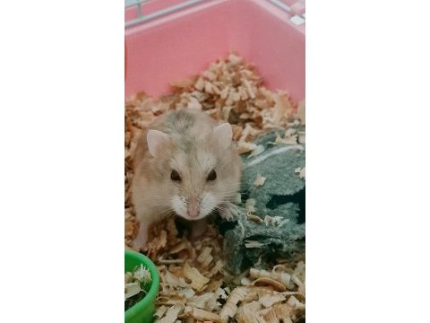 Hamsterlar beyaz kahve