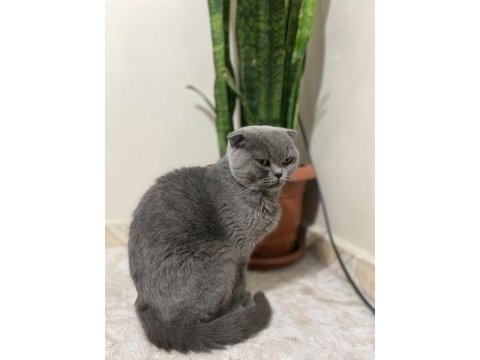Scottish fold kedimiz 2 yaşında