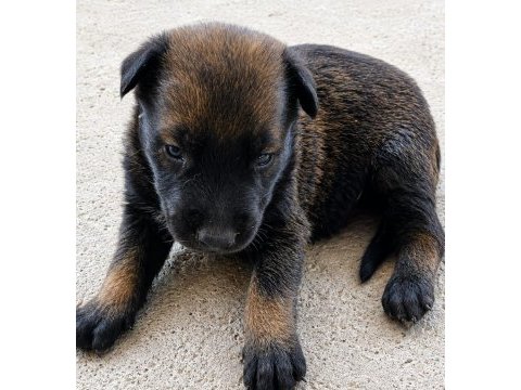 Safkan belçika kurdu malinois