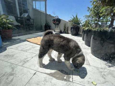 American akita erkek henüz 8 haftalık