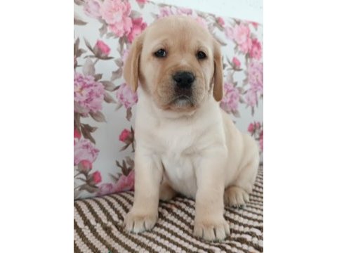 Fcı-kıf şecereli labrador retriever yavrularımız