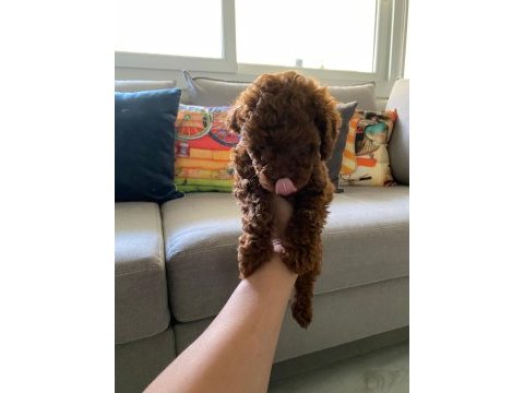 Red brown poodle yavrularım orijinal ev doğumlu