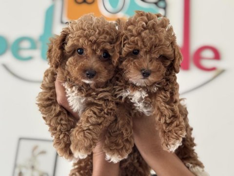 Petmode köpek çifrliğinde ziyarete açık maltipoo