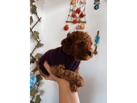 Red brown toy poodle yavrum