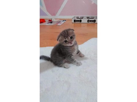 Scottish fold