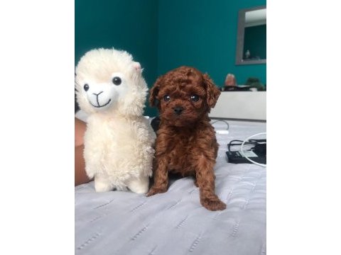 Özel toy poodle yavruları