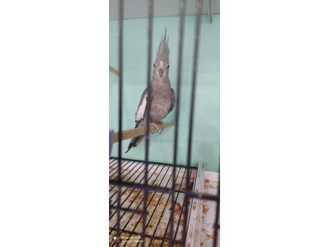 Beta petshop sultan papağanı