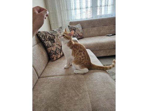 6 aylık sağlıklı sarman