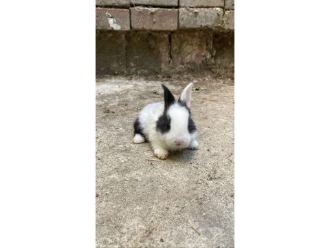 Orjinal cüce ve aslanbaş yavruları istanbul