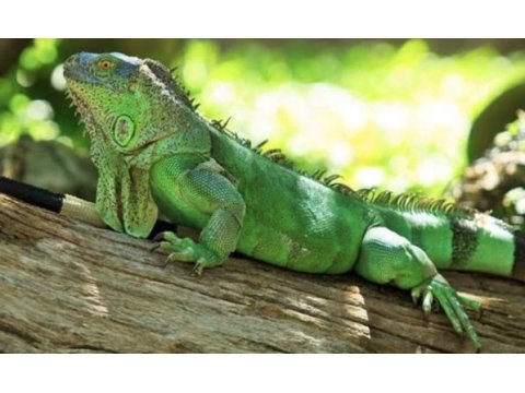 Ön rezerve iguana