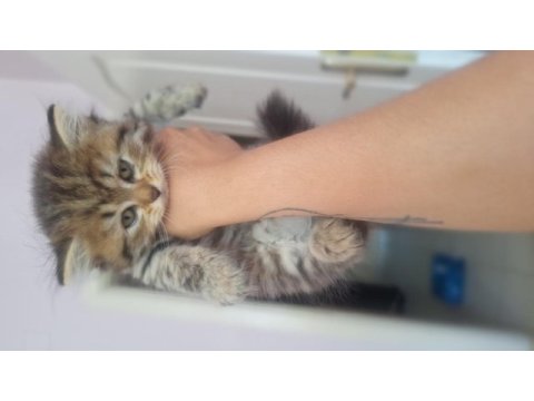 British longhair yavru