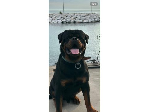 Rottweiler koca kafa yavrularımız