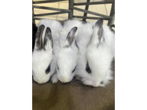 Mama alışkanlığı almış tavşan yavruları