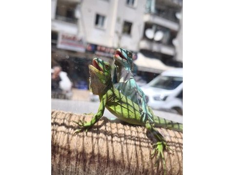 Mavi yeşil turuncu iguanalar
