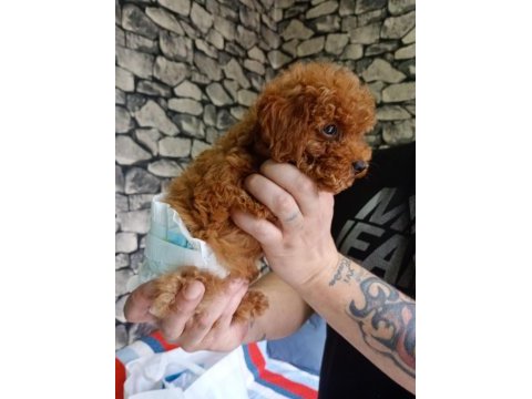 70 günlük poodle