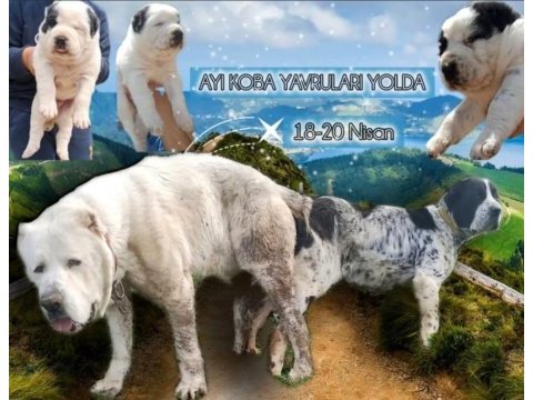 4 aylık ayı koba yavrusu alabay