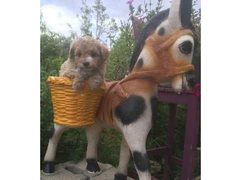 Mükemmel kalitede maltipoo bebeklerimiz