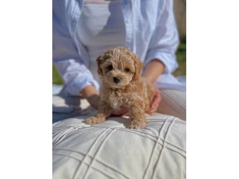 Maltipoo yavrularımız