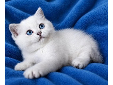 British shorthair erkek dişi ponpon gibi bebekler