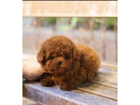 Sağlıklı ve sevimli toy poodle yavrularım