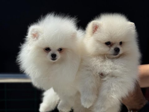 Abkaranın en özel pomeranian yavruları