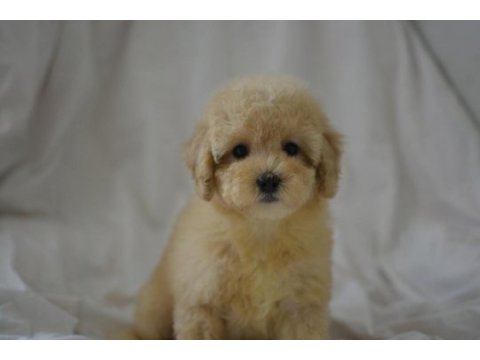 Yeni yıl maltipoo bebeklerimiz