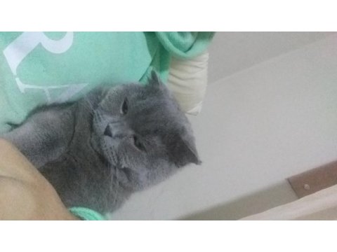 Çok uysal oyuncu scottish fold