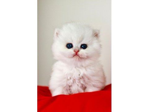 Safkan özel renk british longhair