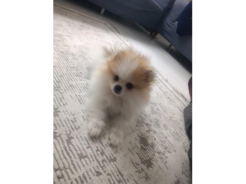 İki buçuk üç aylık erkek pomeranian