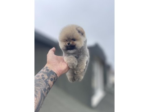 Sıfır burun ayı surat pomeranian boo
