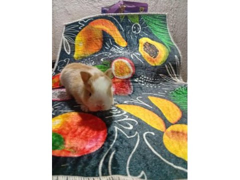 Hollanda cüce hollanda lop bebek tavşanlar