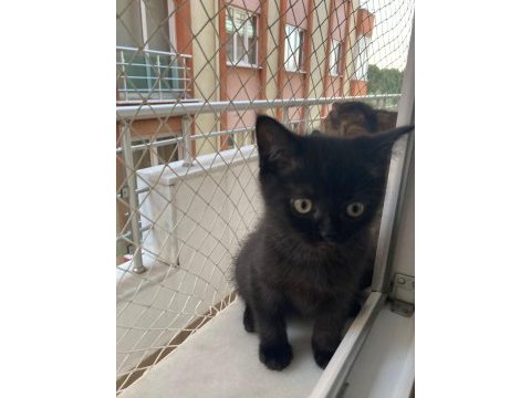 British shorthair bebeklerime yuva arıyorum