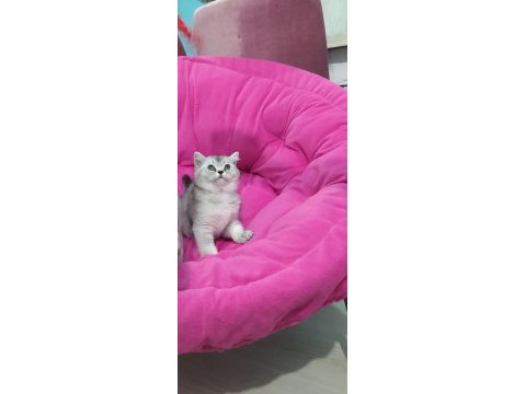 Scottish fold safkan yavrular