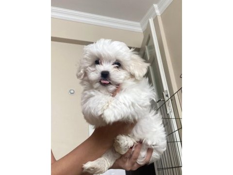 Son maltese oğlumuz sütten yeni kesildi