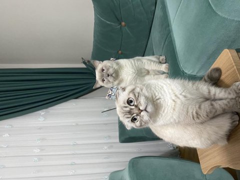 Scottish fold kızımıza iyi bakacak yuva arıyoruz