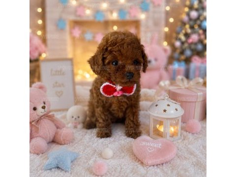 Sağlıklı premium toy poodle yavrular