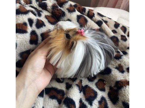 Ginepig istanbul