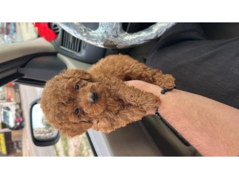 Orjinal aşılı poodle köpekler