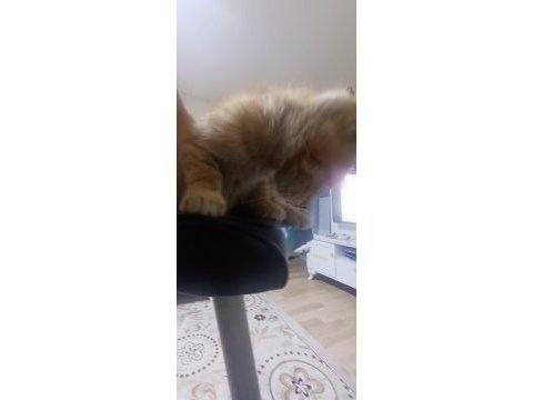 Sokak kedisi ve 4 yavrusunu sahiplendirmek istiyorum