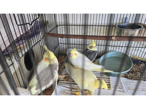Bebek sultan papağanları lutino karışık