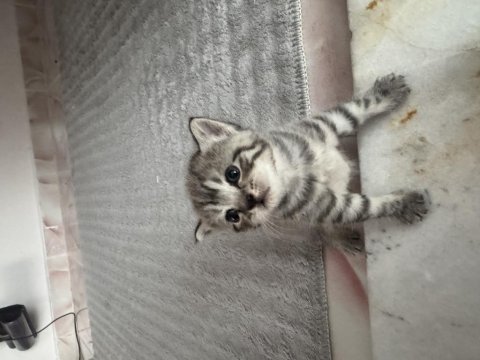 Scottish fold ve british yavruları
