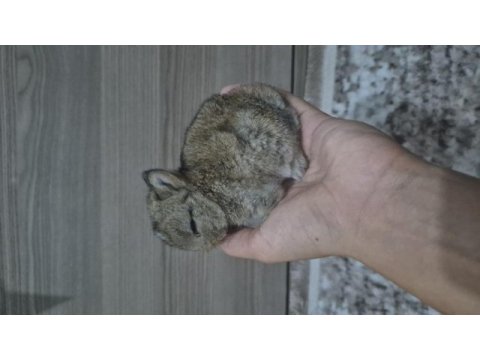 Orjinal cüce yavru tavşanlar