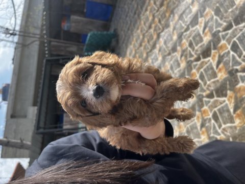 Maltipoo yavrularımız