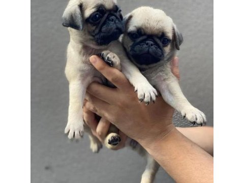 Uygun pug bebekler eğitimli