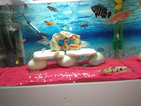 Kedi joker jaguar balığı