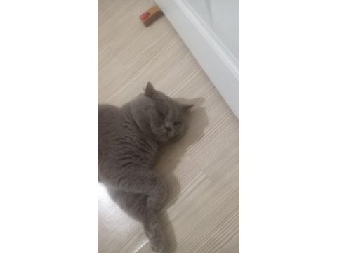 Sahiplenme british shorthair kediler