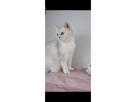 British shorthair kedisi (ücretsiz)