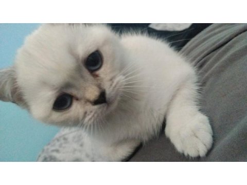 Ücretsiz sahiplendirme dişi british shorthair