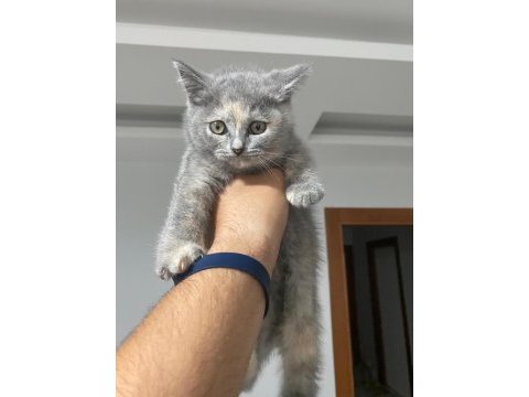 Son kalan iki scottish fold yavrumuza acil yuva arıyoruz